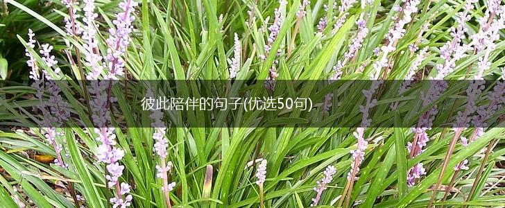 彼此陪伴的句子(优选50句),第1张