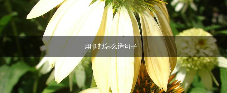 用随想怎么造句子,第1张 用随想怎么造句子,第1张