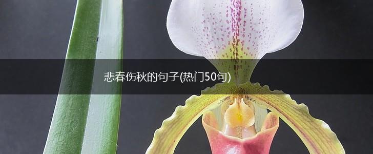 悲春伤秋的句子(热门50句),第1张