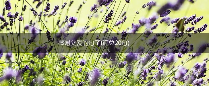 感谢父爱的句子(汇总20句),第1张