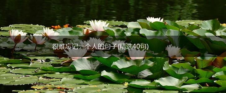 很难忘记一个人的句子(精选40句),第1张