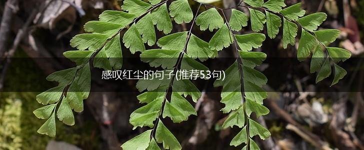 感叹红尘的句子(推荐53句),第1张
