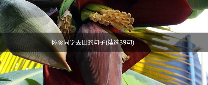 怀念同学去世的句子(精选39句),第1张