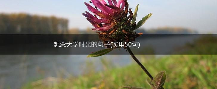 想念大学时光的句子(实用50句),第1张
