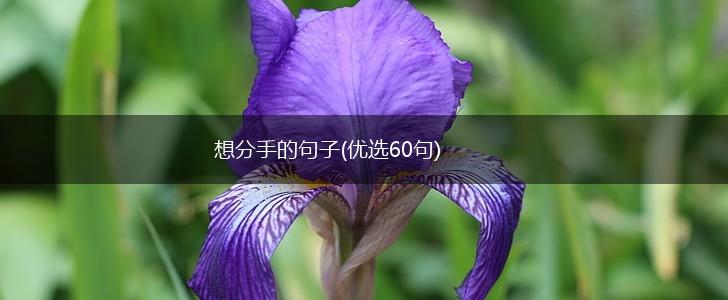 想分手的句子(优选60句),第1张