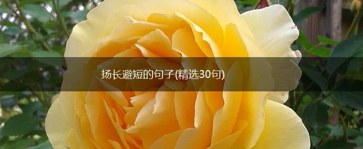 扬长避短的句子(精选30句),第1张