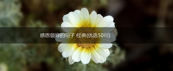 感恩领导的句子 经典(优选50句),第1张