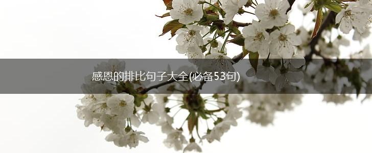 感恩的排比句子大全(必备53句),第1张