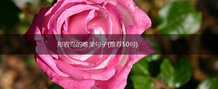 形容鸟的唯美句子(推荐50句),第1张