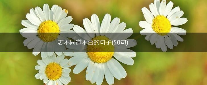 志不同道不合的句子(50句),第1张