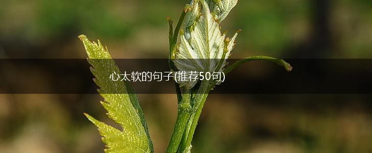 心太软的句子(推荐50句),第1张