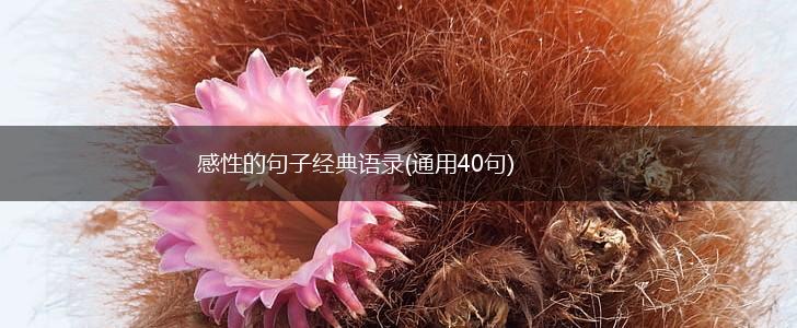 感性的句子经典语录(通用40句),第1张
