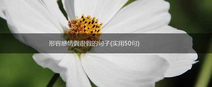 形容感情假很假的句子(实用50句),第1张