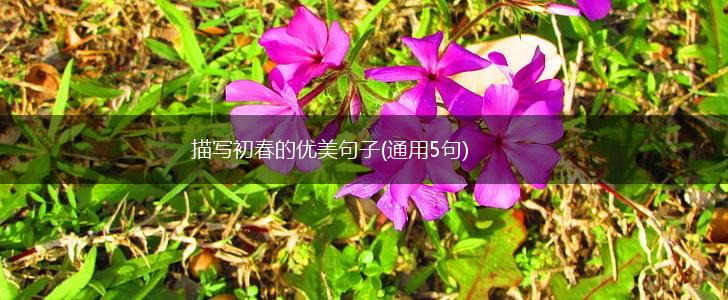 描写初春的优美句子(通用5句),第1张