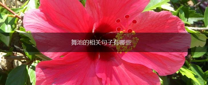 舞池的相关句子有哪些,第1张 舞池的相关句子有哪些,第1张