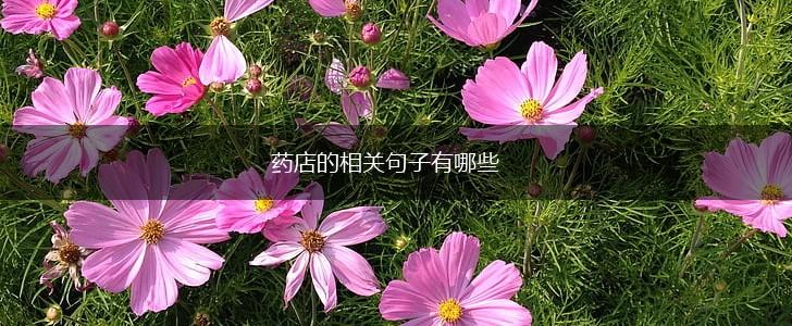 药店的相关句子有哪些,第1张 药店的相关句子有哪些,第1张