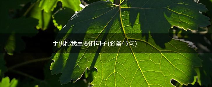 手机比我重要的句子(必备45句),第1张