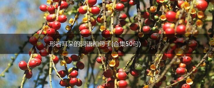 形容耳朵的词语和句子(合集50句),第1张