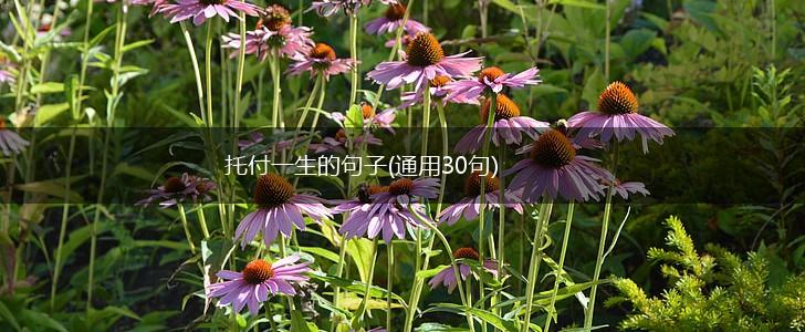 托付一生的句子(通用30句),第1张