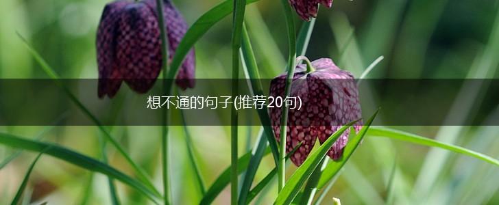 想不通的句子(推荐20句),第1张
