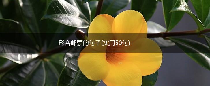 形容邮票的句子(实用50句),第1张