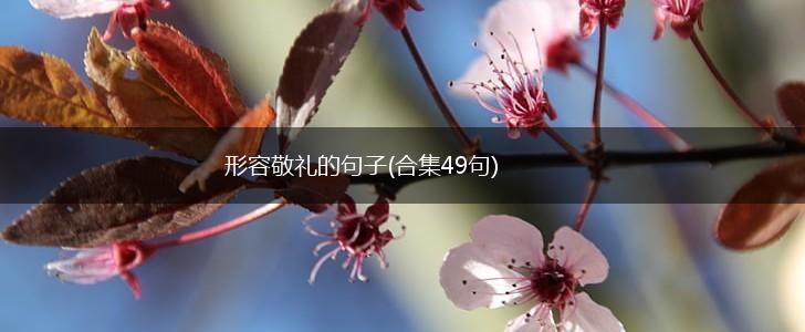 形容敬礼的句子(合集49句),第1张