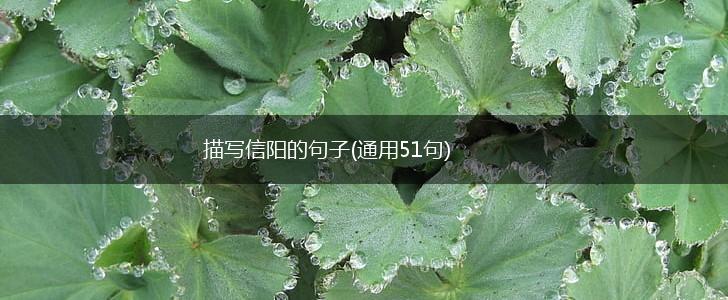 描写信阳的句子(通用51句),第1张