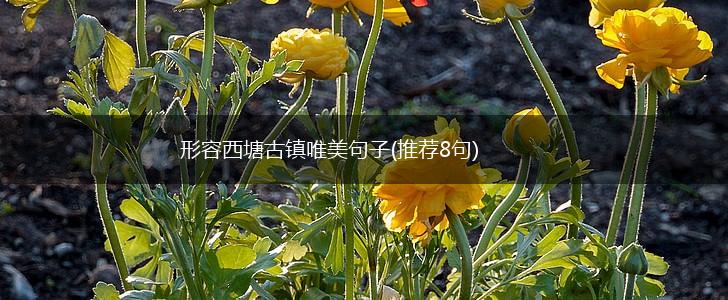 形容西塘古镇唯美句子(推荐8句),第1张