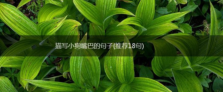 描写小狗嘴巴的句子(推荐18句),第1张