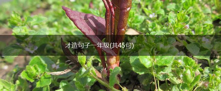 才造句子一年级(共45句),第1张