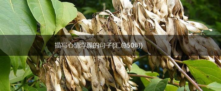 描写心情浮躁的句子(汇总50句),第1张