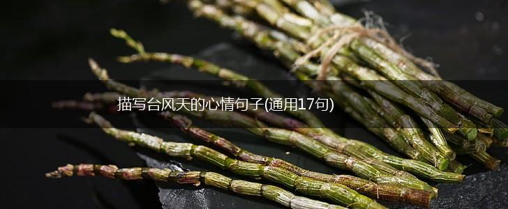 描写台风天的心情句子(通用17句),第1张