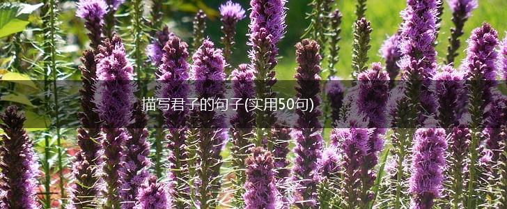 描写君子的句子(实用50句),第1张