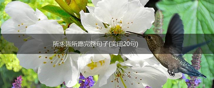 所求皆所愿完整句子(实用20句),第1张