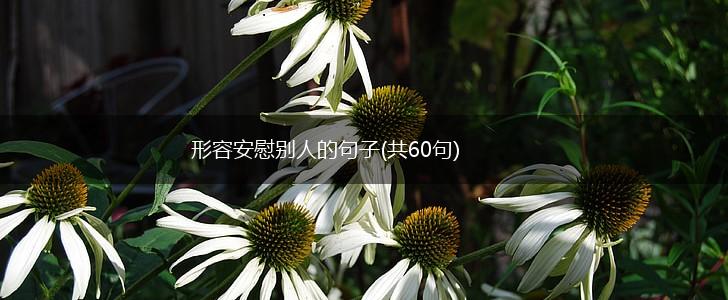 形容安慰别人的句子(共60句),第1张
