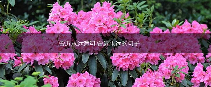 舍近求远造句 舍近求远的句子,第1张 舍近求远造句 舍近求远的句子,第1张