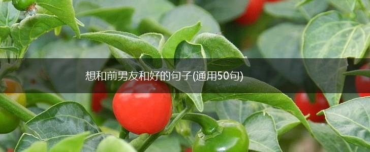 想和前男友和好的句子(通用50句),第1张