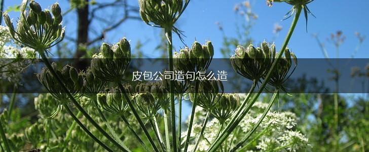 皮包公司造句怎么造,第1张 皮包公司造句怎么造,第1张