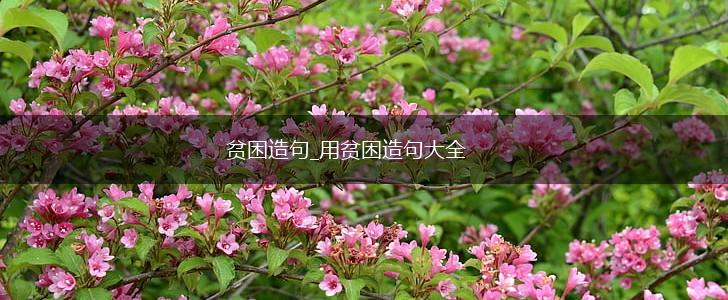 贫困造句_用贫困造句大全,第1张