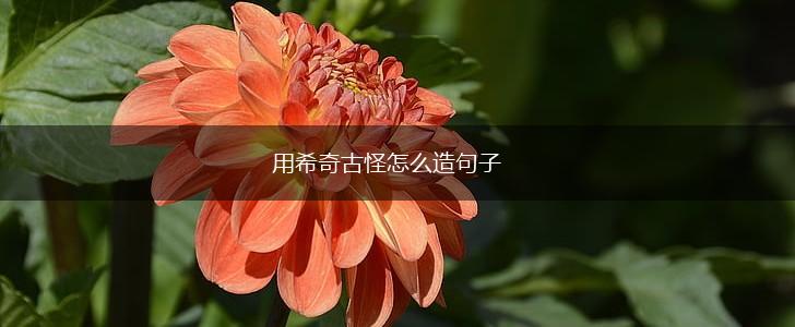 用希奇古怪怎么造句子,第1张 用希奇古怪怎么造句子,第1张