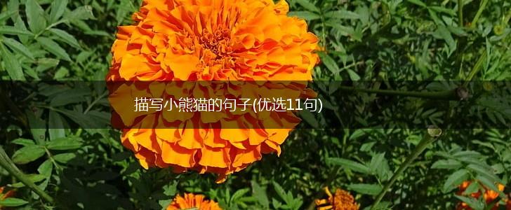 描写小熊猫的句子(优选11句),第1张