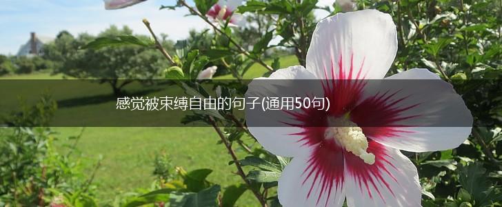 感觉被束缚自由的句子(通用50句),第1张