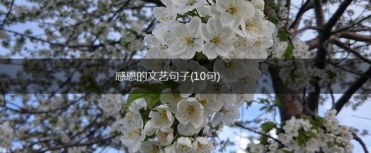 感恩的文艺句子(10句),第1张