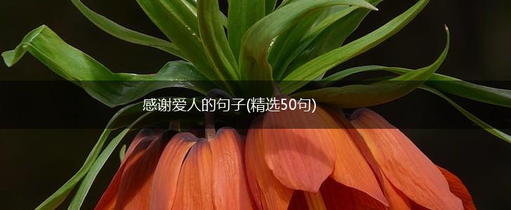 感谢爱人的句子(精选50句),第1张