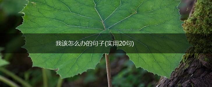 我该怎么办的句子(实用20句),第1张