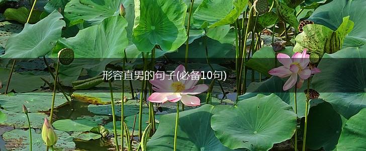 形容直男的句子(必备10句),第1张