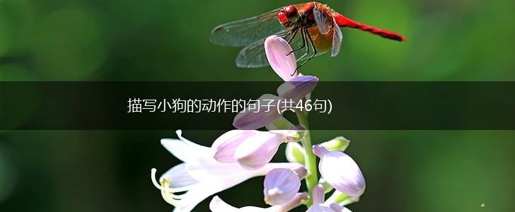 描写小狗的动作的句子(共46句),第1张