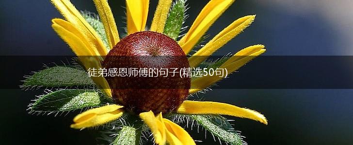 徒弟感恩师傅的句子(精选50句),第1张