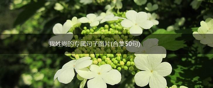 我姓尚的专属句子图片(合集50句),第1张
