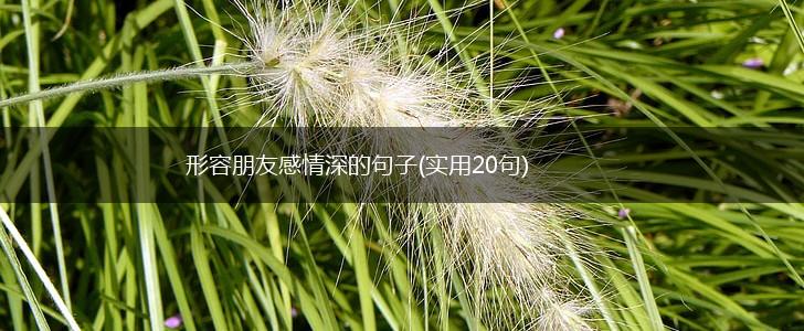 形容朋友感情深的句子(实用20句),第1张